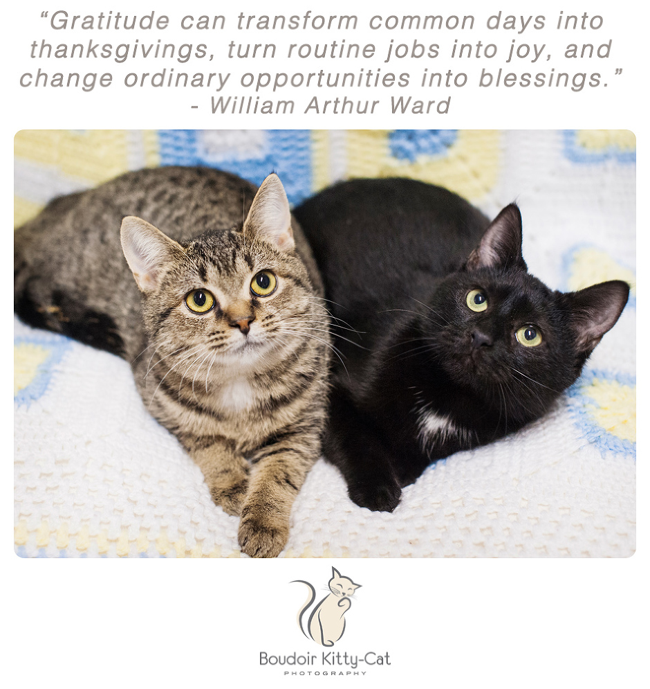 Photo of two a brown tabby cat and a black cat sitting together