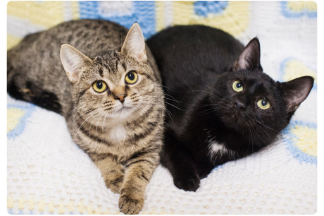 Photo of two a brown tabby cat and a black cat sitting together