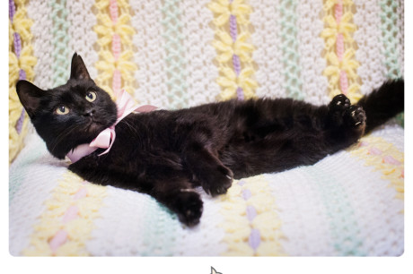 Photo of a black cat lounging