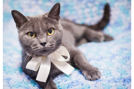 Photo of a Russian Blue cat