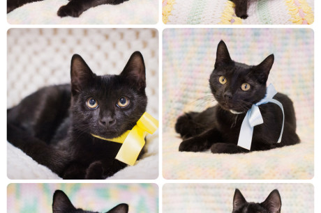 Photos of black cats wearing ribbons