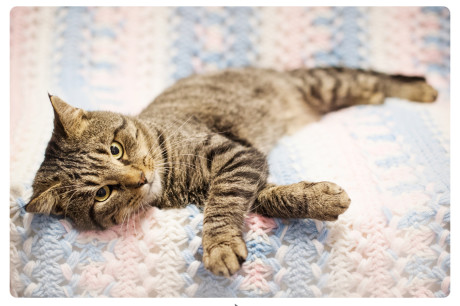 Photo of a tabby cat lounging