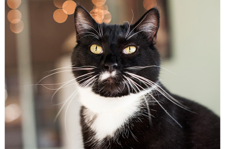 Photo of a black and white cat