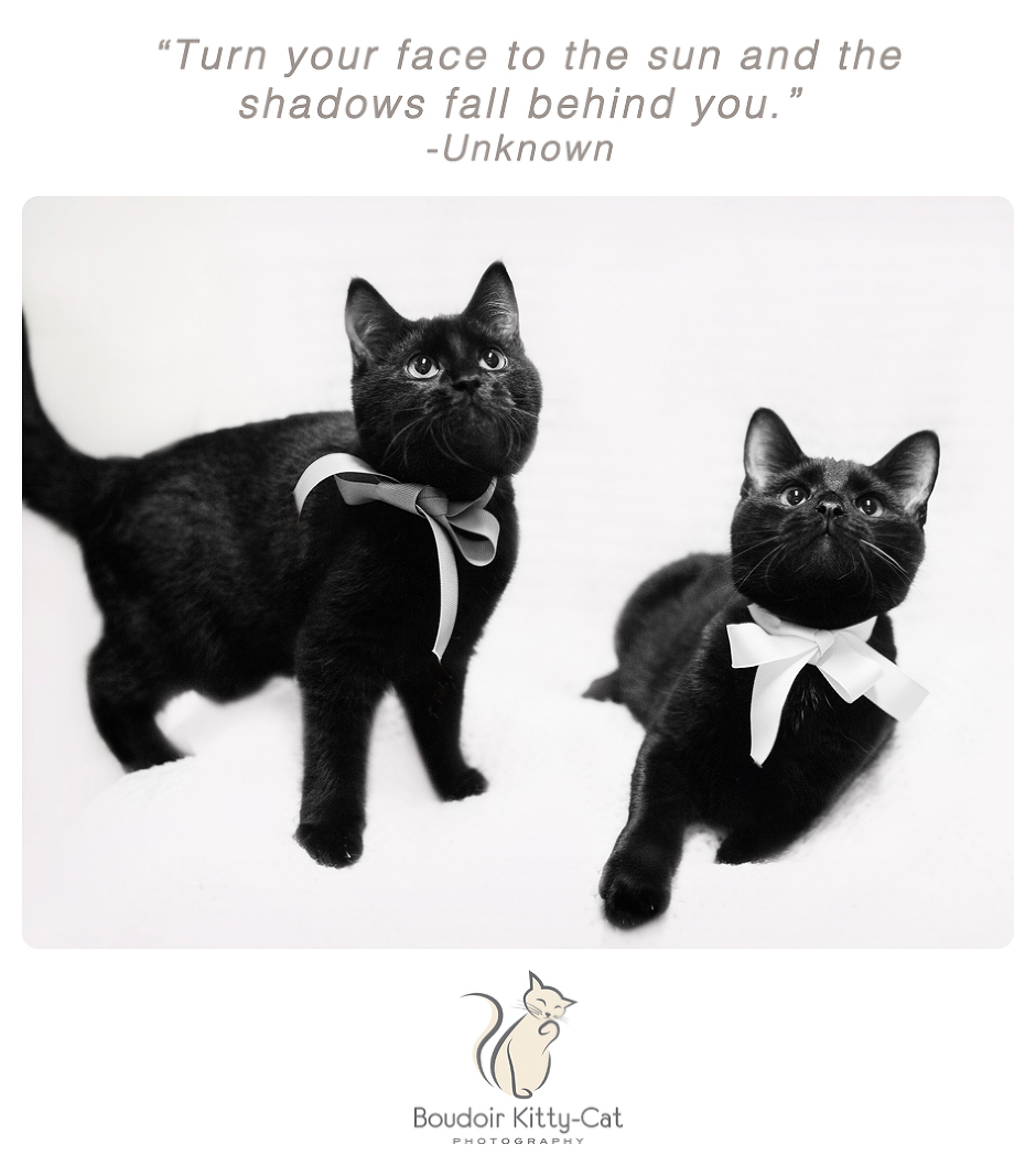 Photo of two black kittens wearing ribbons