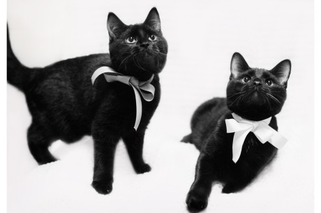 Photo of two black kittens wearing ribbons