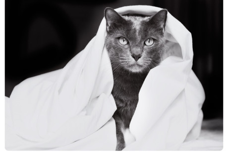 Black and white photo of a gray cat wrapped in a blanket