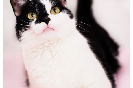 Photo of a black and white cat with tail looking like a question mark