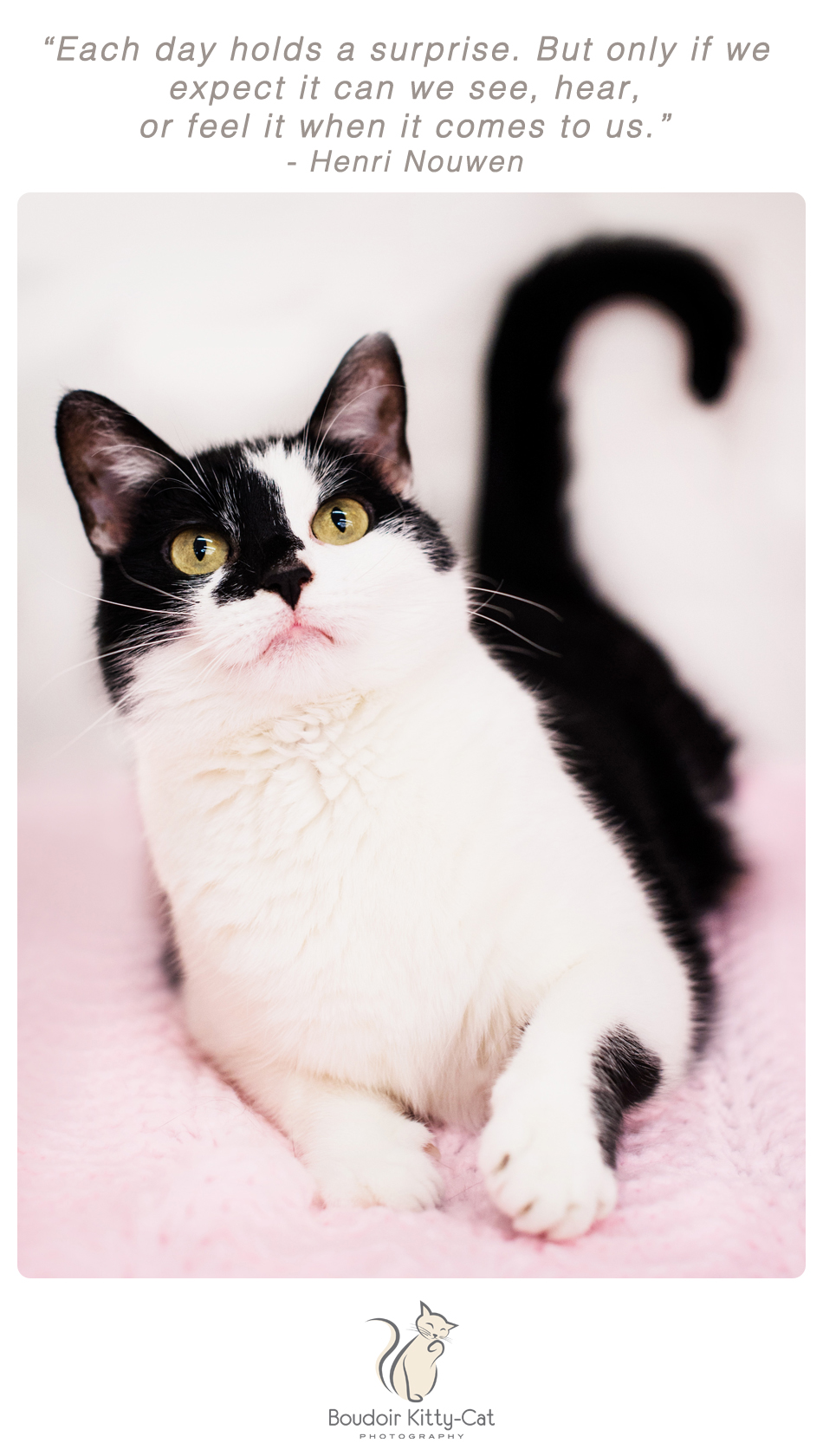 Photo of a black and white cat with tail looking like a question mark