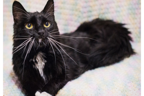 Photo of a tuxedo cat