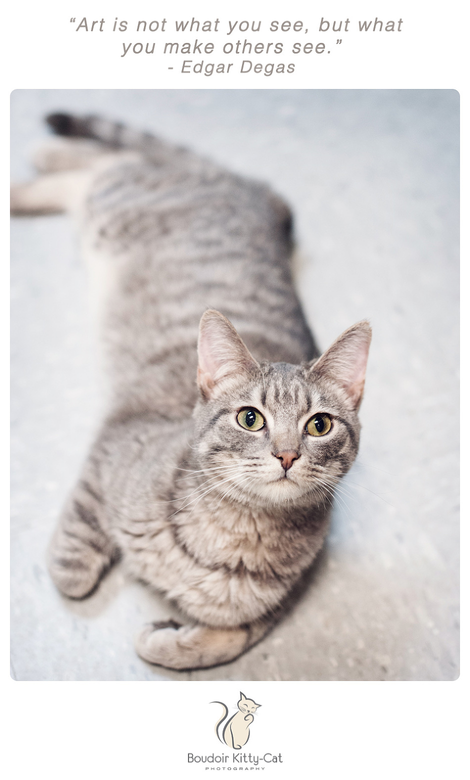 Photo of a gray tabby cat