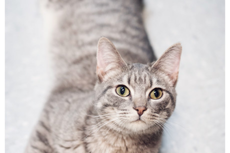 Photo of a gray tabby cat