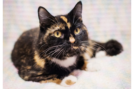 Photo of a torti cat