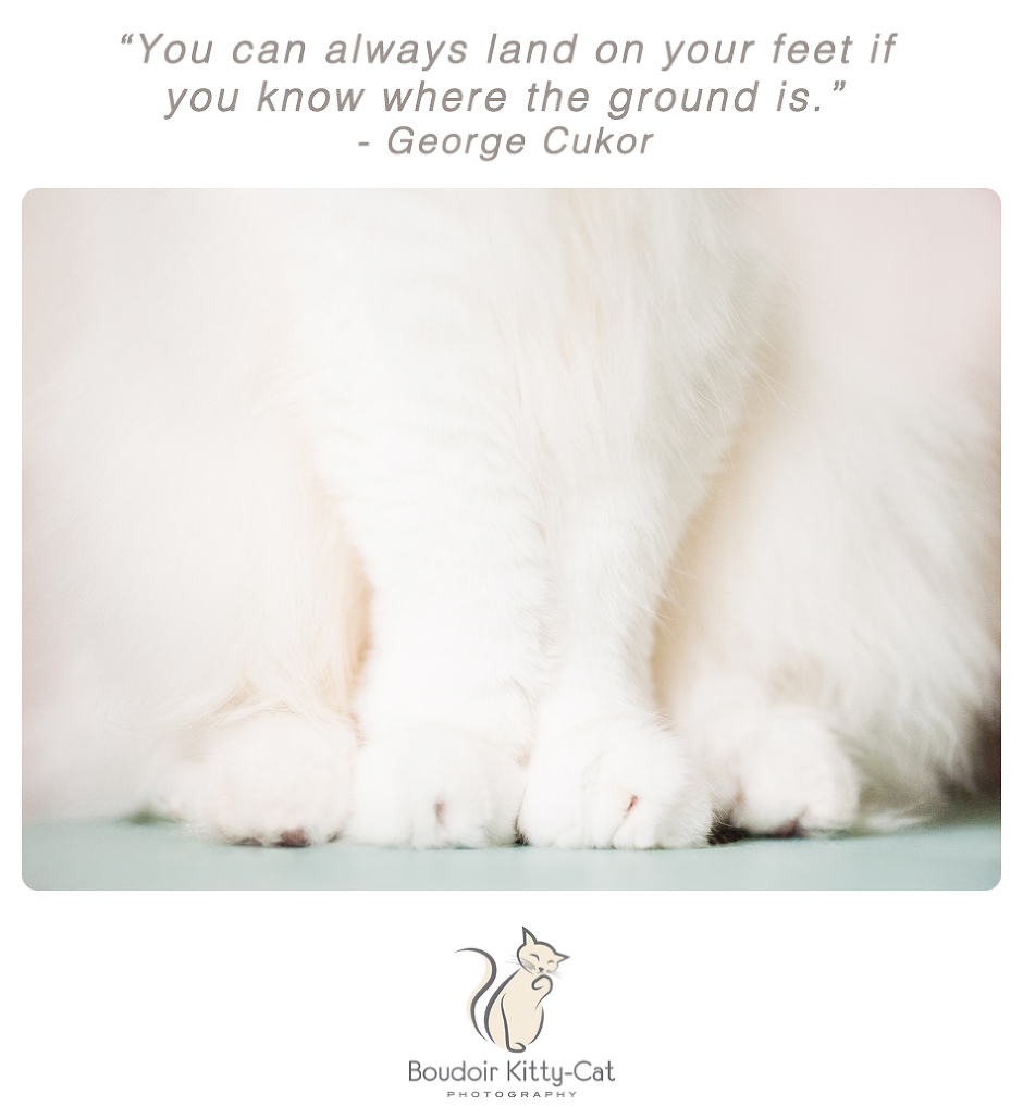 Photo of the feet of a white cat