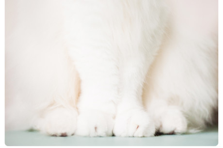 Photo of the feet of a white cat