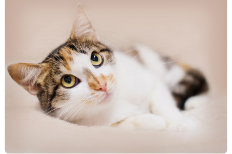 Photo of a cat that is part tabby and part calico