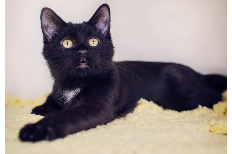 Photo of a black kitten