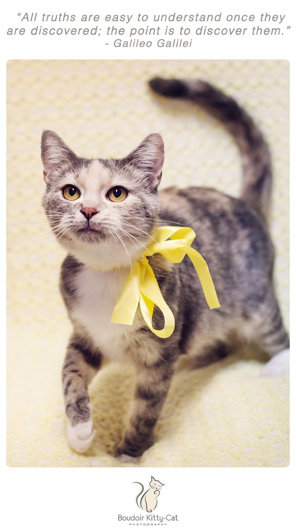 Photo of a dilute calico cat