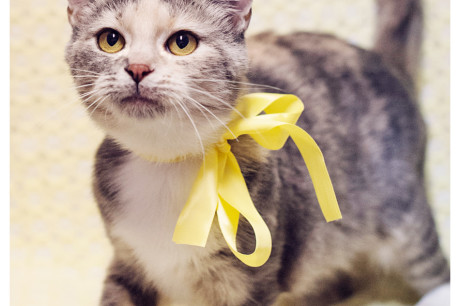 Photo of a dilute calico cat