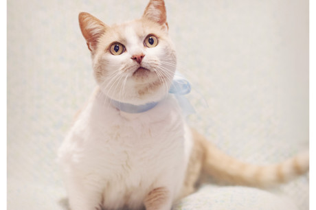 Photo of a white and buff tabby cat