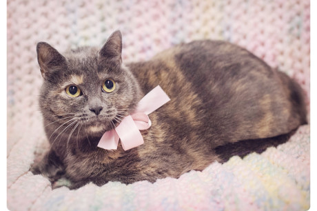 Photo of a dilute torti cat