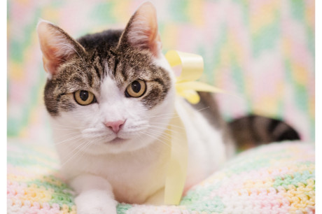 Photo of a white and brown tabby cat