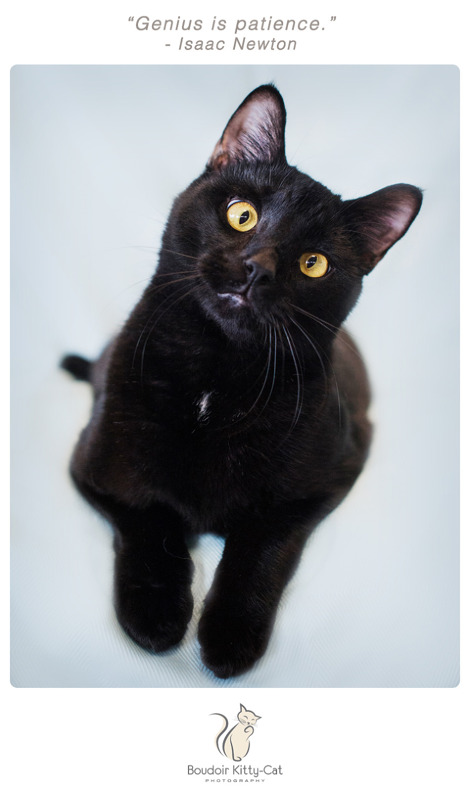 Photo of a black cat with a puzzled look on her face