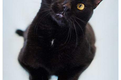 Photo of a black cat with a puzzled look on her face