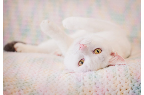 Cute photo of a white cat