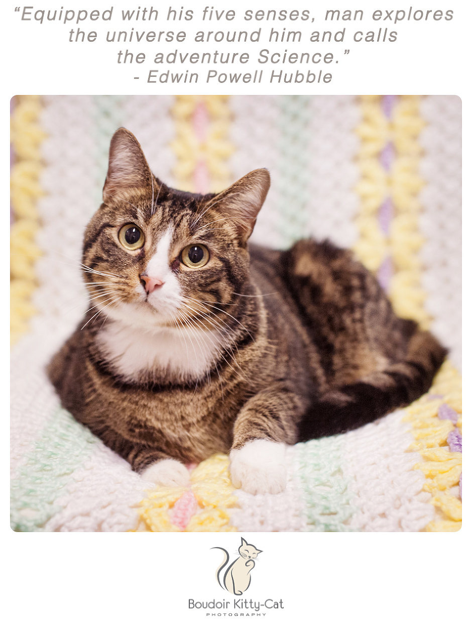 Photo of a brown and white tabby cat