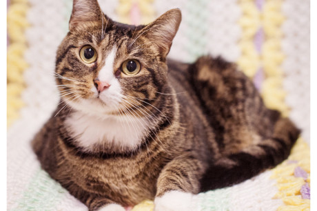 Photo of a brown and white tabby cat