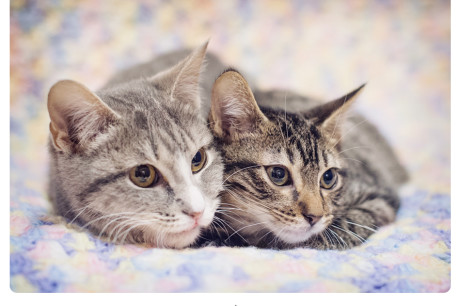 Photo of two kittens sitting close together