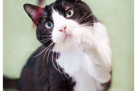 Photo of a black and white cat