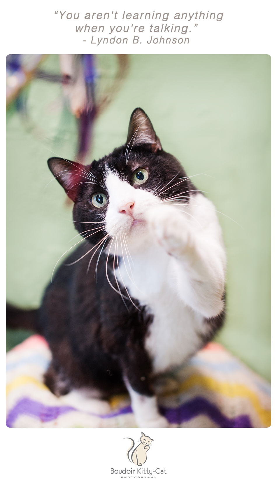 Photo of a black and white cat 