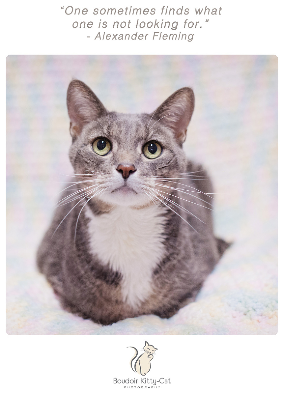 Photo of a gray and white cat