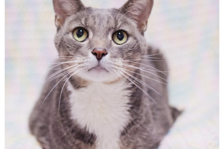 Photo of a gray and white cat