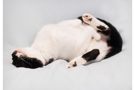 Photo of a black and white cat