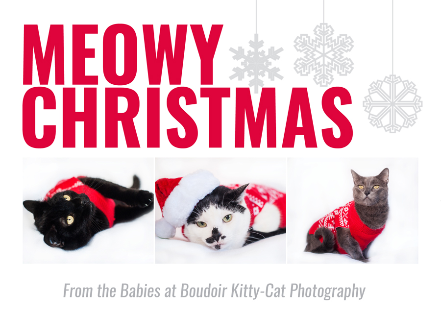 Photos of kitties wearing Christmas Sweaters