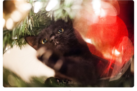 Photo of a black cat in a Christmas Tree