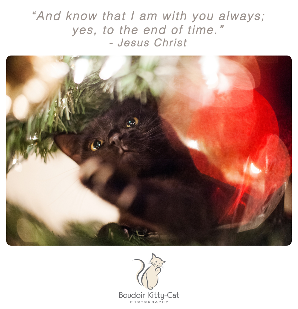 Photo of a black cat in a Christmas Tree