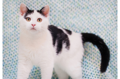 Photo of a white and black kitten