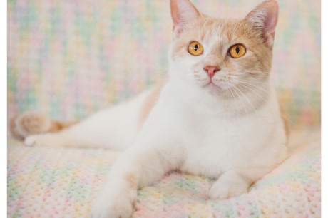 Photo of an orange and white tabby cat