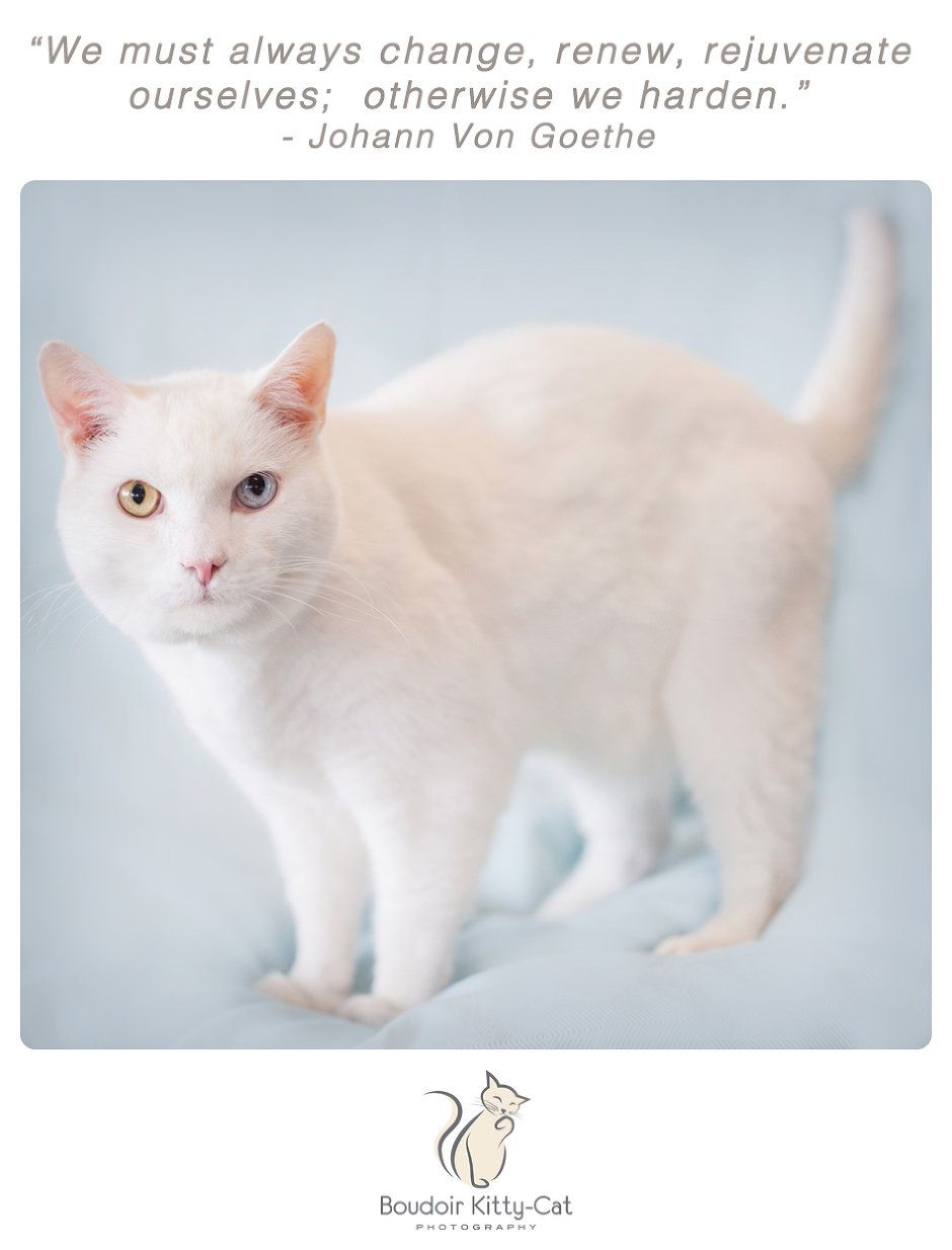 Photo of a white cat with two different eye colors