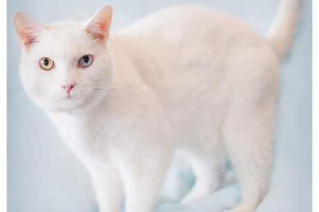 Photo of a white cat with two different eye colors