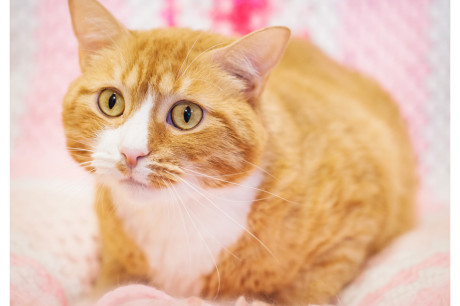 Photo of an orange and white tabby cat