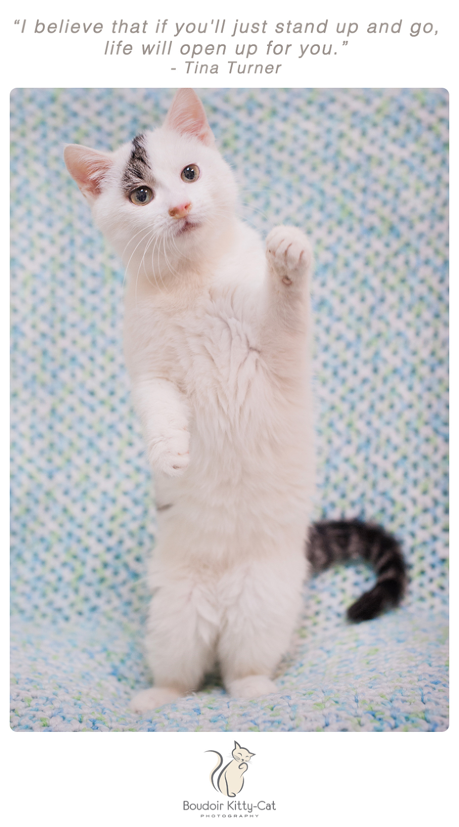 Photo of a white and gray kitten