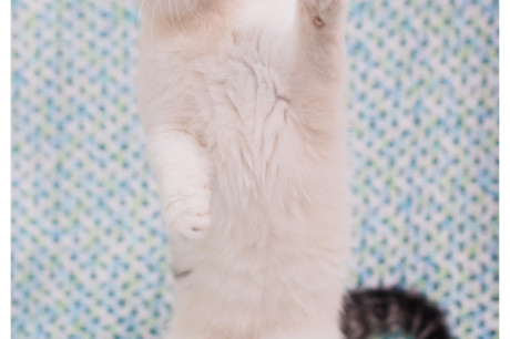 Photo of a white and gray kitten