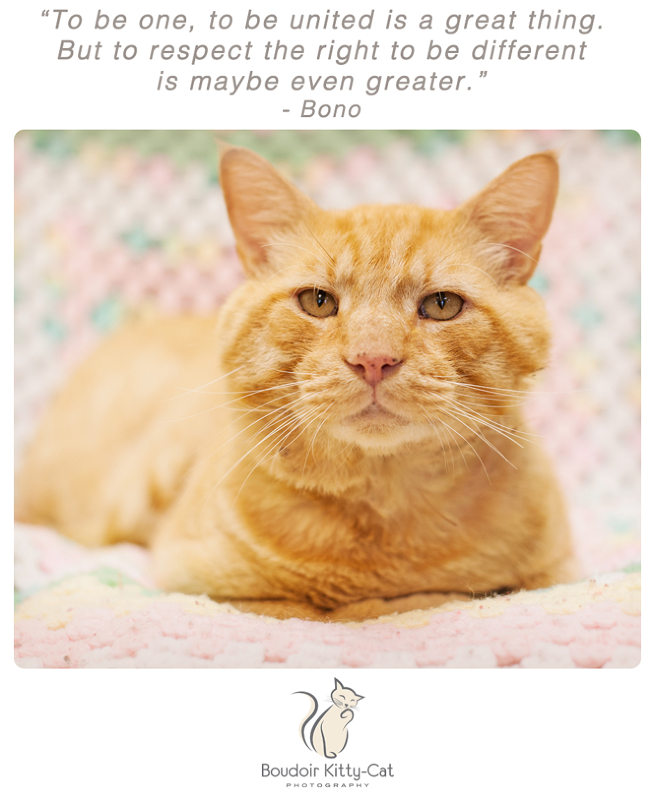 Photo of an orange tabby tomcat