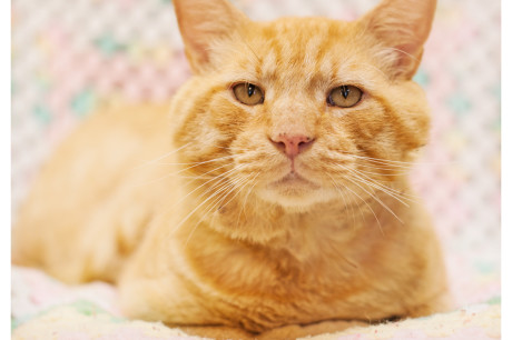 Photo of an orange tabby tomcat