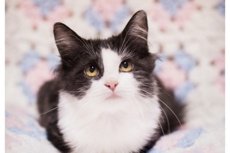 Photo of a tuxedo kitten