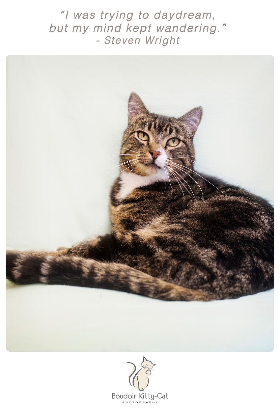 Photo of a brown and white tabby cat